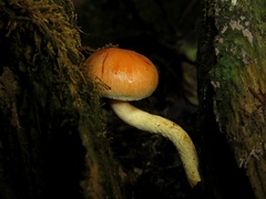 Pyrrhulomyces