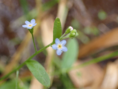 Myosotis laxa