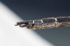 Somatochlora cingulata