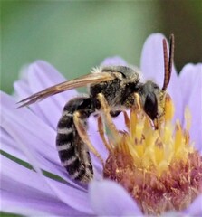Halictus parallelus