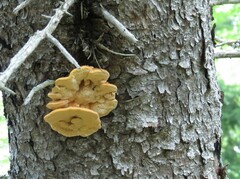 Neoantrodia serialis