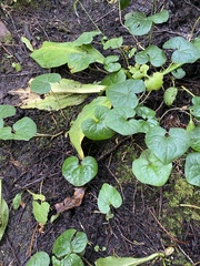 Asarum caudatum