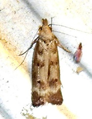 Dichomeris inversella