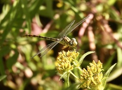 Gomphidae