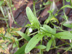 Myosotis laxa