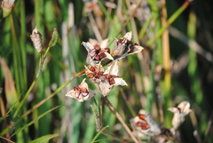 Iridaceae
