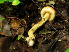 Pyrrhulomyces
