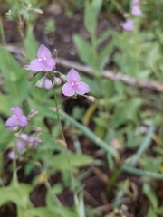 Tradescantia crassifolia