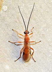 Braconidae