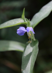 Commelina communis