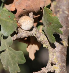 Burnettweldia washingtonensis