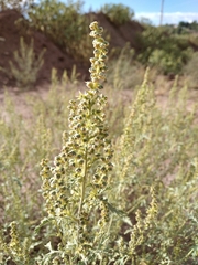 Ambrosia acanthicarpa
