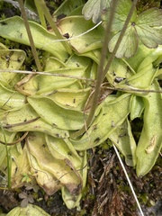 Pinguicula
