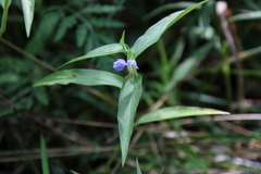 Commelina communis