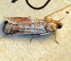 Chararica hystriculella