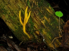 Calocera viscosa