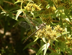Gomphidae