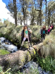 Muhlenbergia rigens