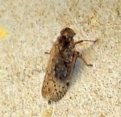 Cixiinae