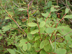 Vaccinium ovalifolium