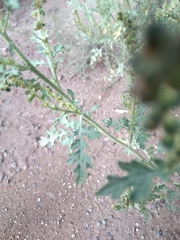 Ambrosia acanthicarpa