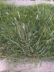 Bothriochloa laguroides