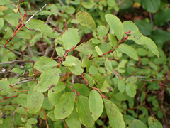 Vaccinium ovalifolium