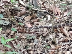 Tropidodipsas fasciata