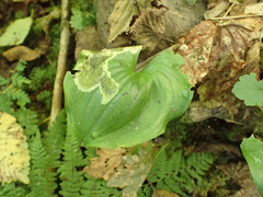 Parallelomma vittatum