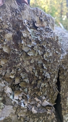 Umbilicaria muhlenbergii