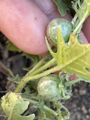 Solanum triflorum