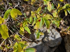 Lonicera utahensis