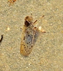 Cixiinae