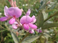 Desmodium canadense