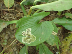 Parallelomma vittatum
