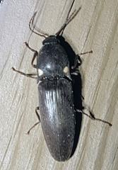 Deilelater physoderus