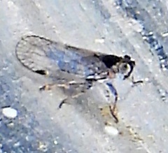 Cixiinae