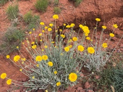 Baileya multiradiata