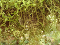 Antitrichia curtipendula