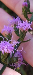 Liatris pilosa