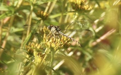 Gomphidae