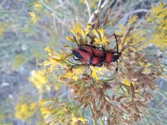 Crossidius coralinus