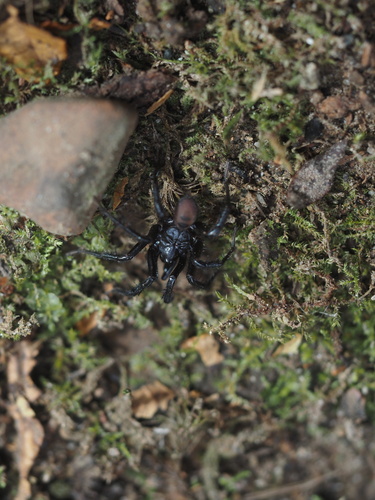 Pacific Foldingdoor Spider photo 2