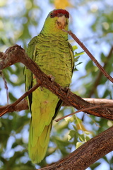 Amazona finschi
