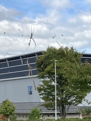 Trichonephila clavata