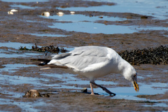 Larus argentatus image