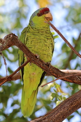 Amazona finschi
