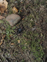 Antrodiaetus pacificus