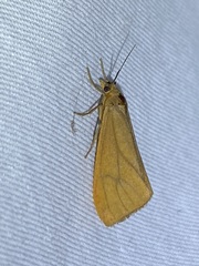 Virbia opella