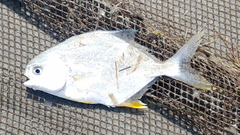 Trachinotus carolinus